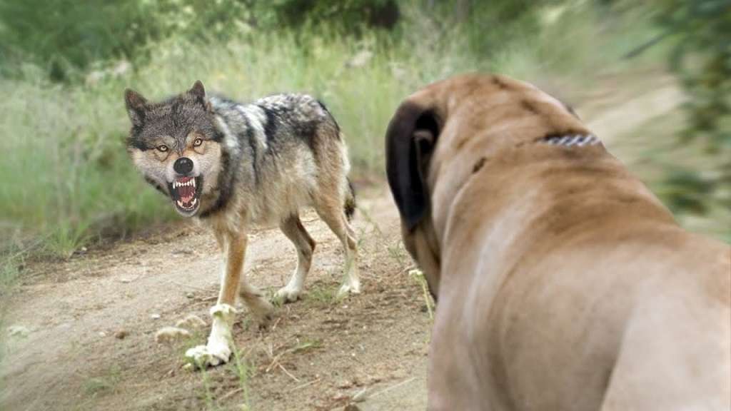 I cani si riconciliano coi lupi