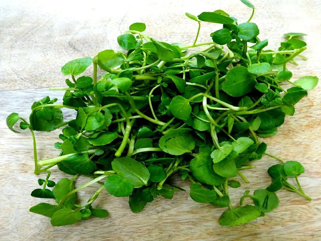 L’agretto, insalata da balcone