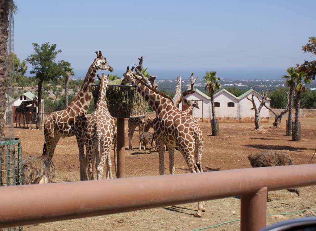 zoosafari fasano