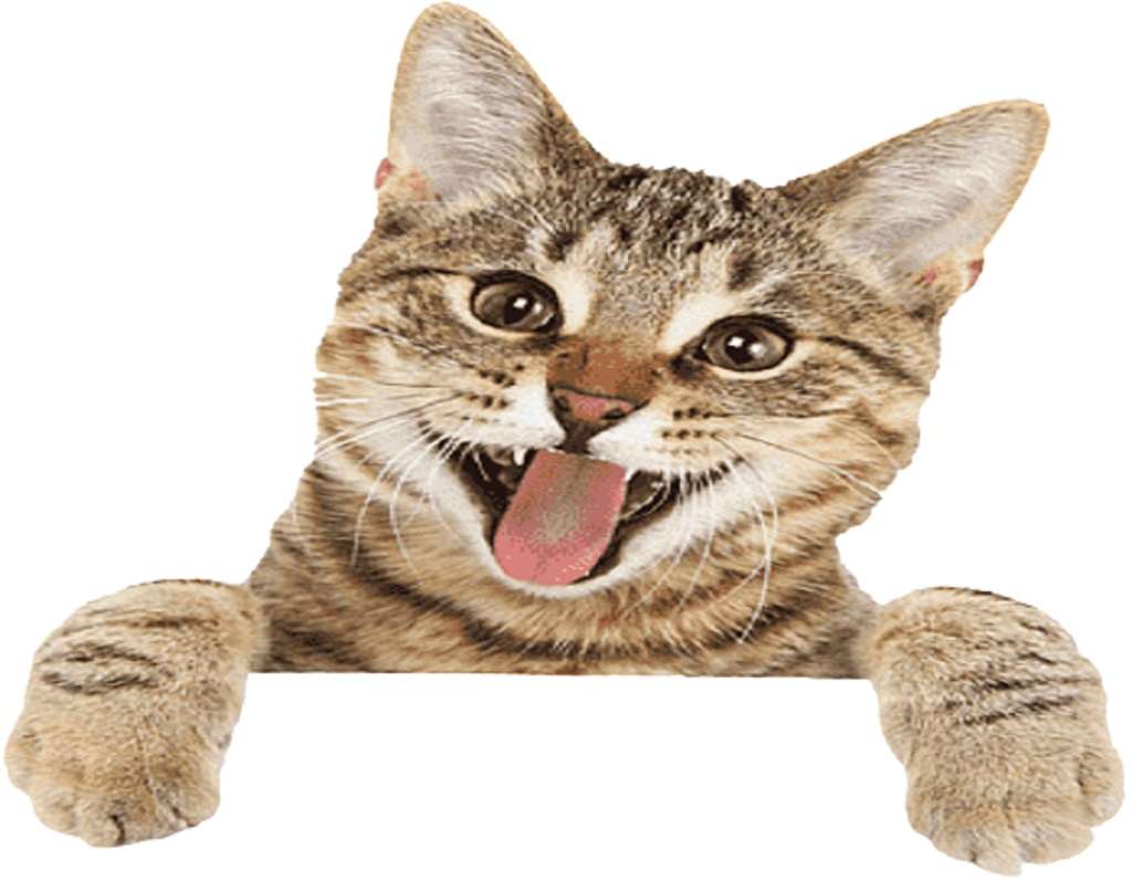 curiosita uccise gatto 1