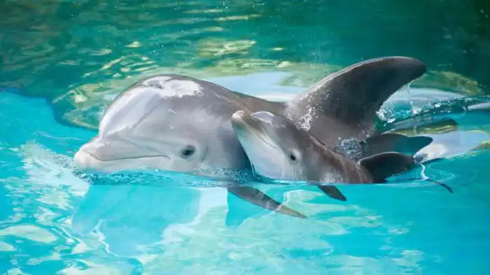 Delfini che dormono con un occhio aperto