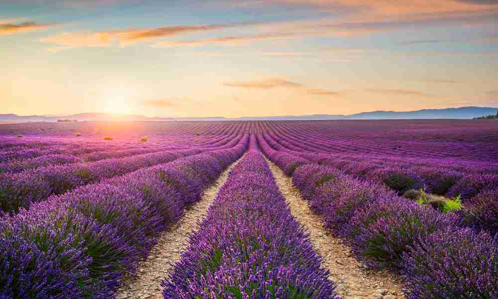 Plateau de Valensole Plateau de Valensole