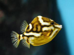 Fauna marina (22)