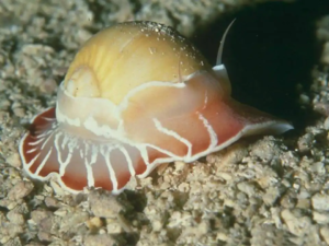 Fauna marina (41)